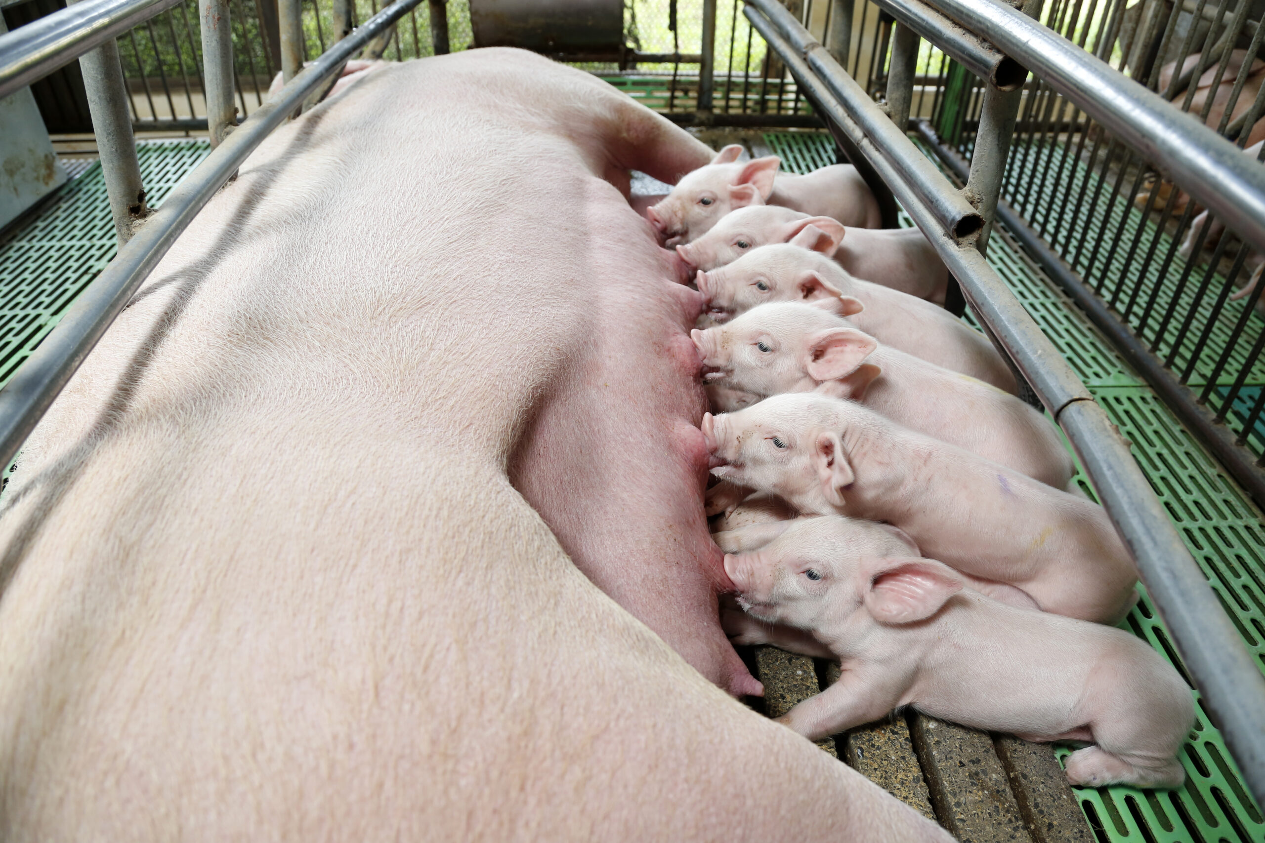 Little piglets suckling their mother at the pig factory